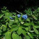 紫陽花　240615 (1 - 1)